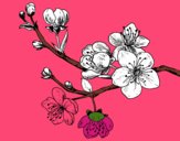 Coloring page Cherry-tree branch painted byHanna