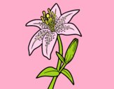 Coloring page Madonna lily painted byAnia