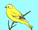 Coloring page Wild canary painted byAnia