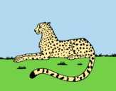 Coloring page Cheetah resting painted byAnia