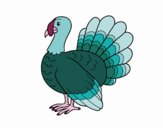 Common turkey