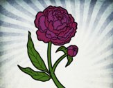 Coloring page Peony painted bysamg
