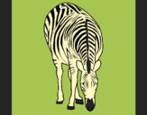 Coloring page Zebra painted byAnia