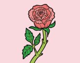 Coloring page Wild rose painted byAnia