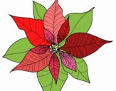 Coloring page Poinsettia flower painted byalexadra