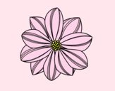 Coloring page Daisy flower painted byAnia