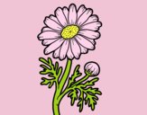 Coloring page Wild daisy painted byAnia