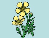 Coloring page Meadow buttercup flower painted bylorna