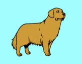 Coloring page Golden retriever dog painted bylorna