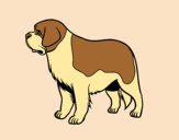 Coloring page St. Bernard dog painted bylorna