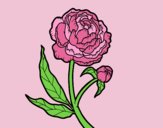 Coloring page Peony painted bylorna