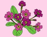 Coloring page Primula painted bylorna