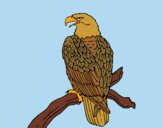 Coloring page Eagle on branch painted bylorna