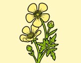 Coloring page Meadow buttercup flower painted bylorna