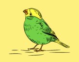 Coloring page Serin painted bylorna