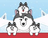 Coloring page Husky family painted bySamantha