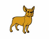 French Bulldog dog