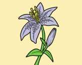 Coloring page Madonna lily painted bylorna