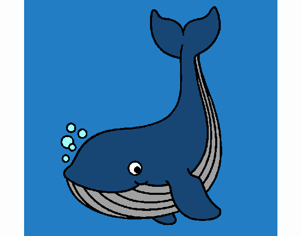 Little whale