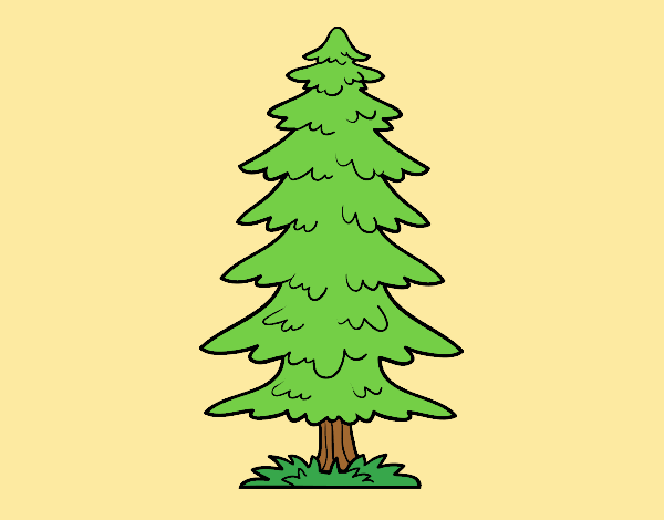 Great fir tree