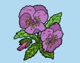 Coloring page Heartsease flowers painted byJena