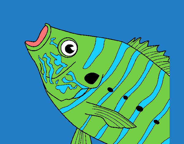 Fish 8