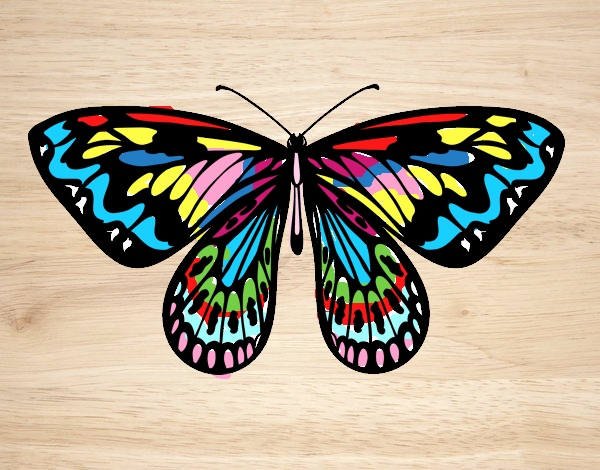 Alexandra butterfly