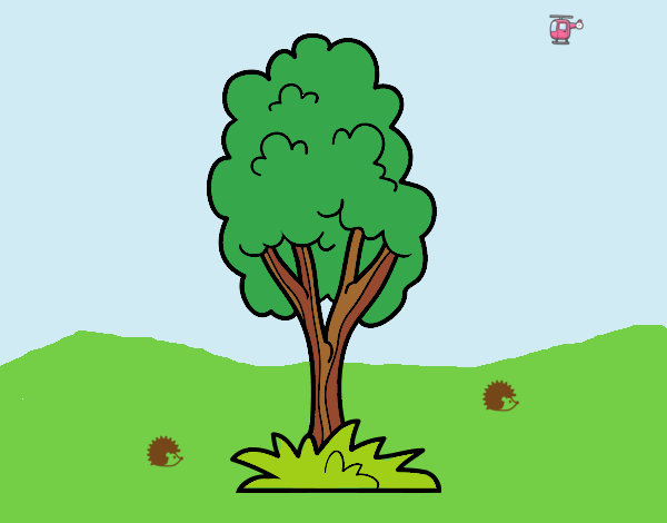 A park tree