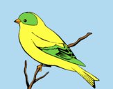 Coloring page Wild canary painted byLornaAnia