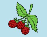 Coloring page Branch of raspberries painted byLornaAnia