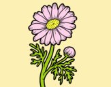 Coloring page Wild daisy painted byJessicaB