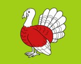Common turkey