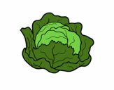 Organic cabbage
