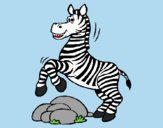 Zebra jumping over rocks