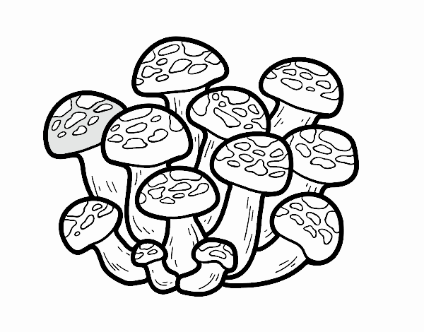 Bunashimeji mushroom