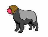 St. Bernard dog