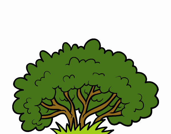 A shrub