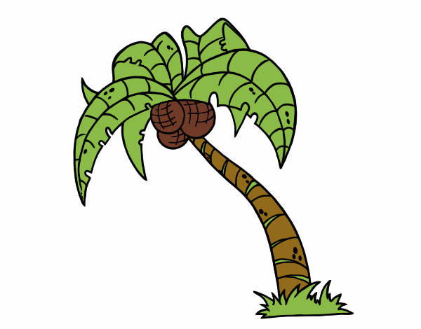 Colored page Coconut palm tree painted by User not registered