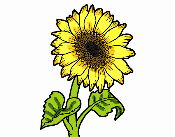 sunflower by Lu