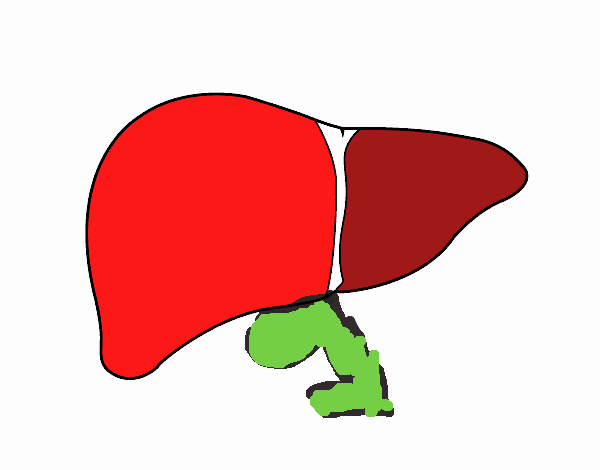 liver and gallbladder by Theo