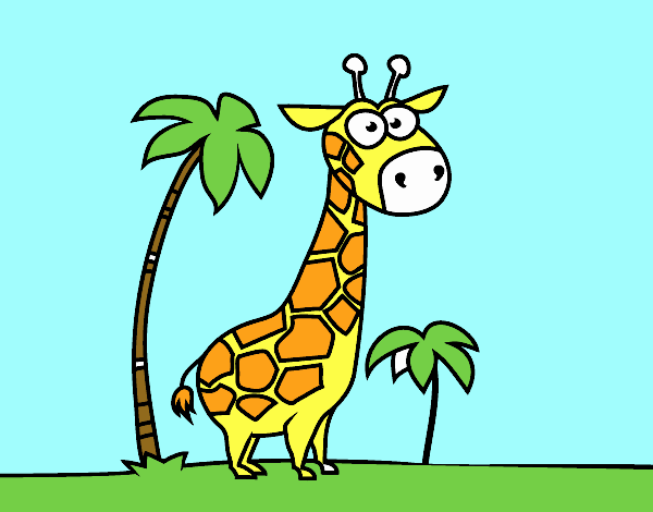 The afican giraffe