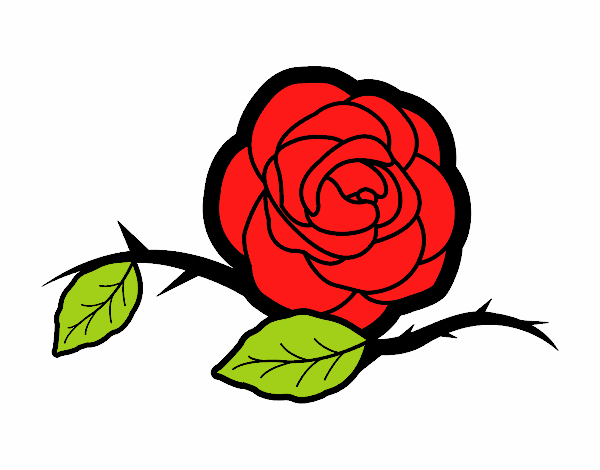 fully bloomed rose