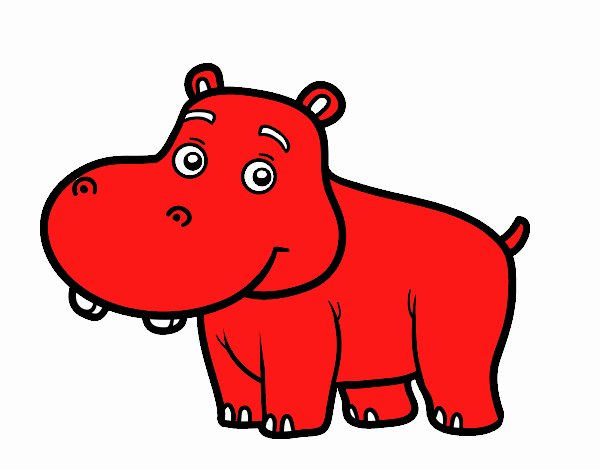 Young Hippopotamus
