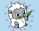 Baby sheep