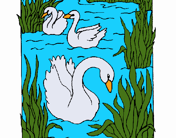 Swimming swans by Kim 