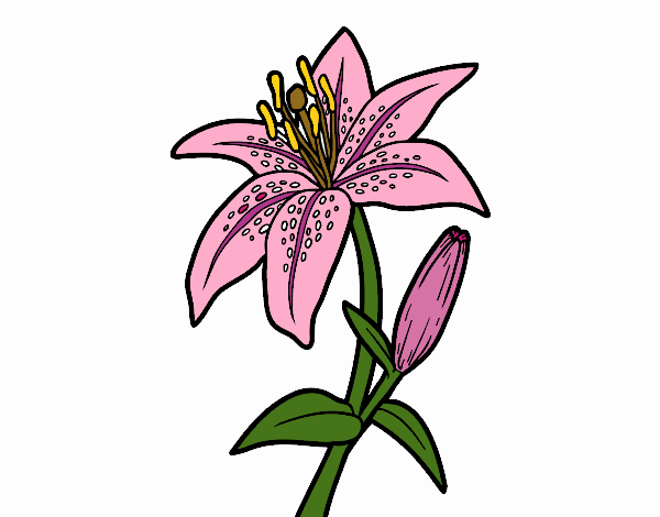 A lily