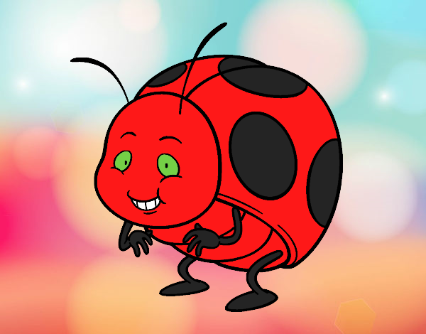 lady   bug