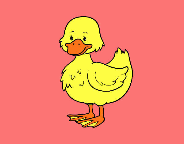 Ducky farm