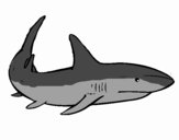 A shark swimming