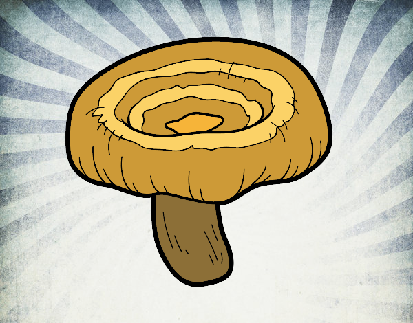 lactarius torminosus mushroom